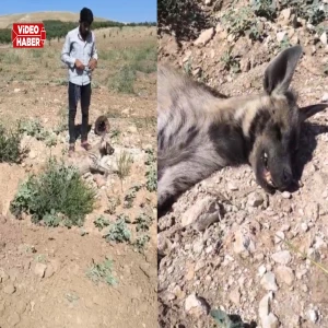 Şanlıurfa'da aşırı sıcaklar çizgili sırtlanı da vurdu: Ölü bulundu...