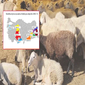 Türkiye’nin küçükbaş hayvan haritası belli oldu: Şanlıurfa ilk 3'te