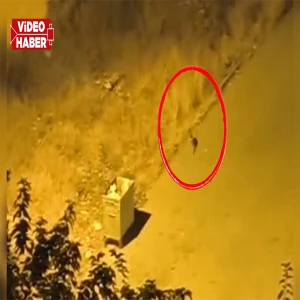Şanlıurfa'da görüldü: Acıkınca şehir merkezine indi!