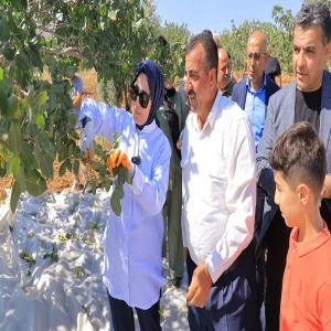 Milletvekili Yazmacı üreticilerle birlikte fıstık hasadına katıldı
