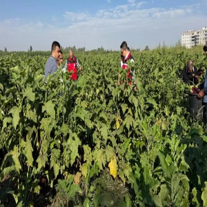 Birecik’te festival coşkusu başladı: Patlıcan hasadı yapıldı