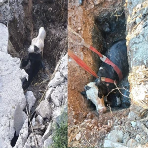 Şanlıurfa’da foseptik çukuruna inek düştü: Ekipler seferber oldu