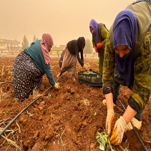 Viranşehir’de kadınlar kolları sıvadı: Hasat bitti, hazırlık başladı