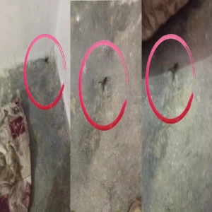 Şanlıurfa’da yetersiz ilaçlama iddiası: Evlerin içine kadar akrep girdi