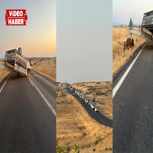 Şanlıurfa'da hayvan yüklü kamyonet devrildi!  Hayvanlar yola saçıldı: 3 yaralı