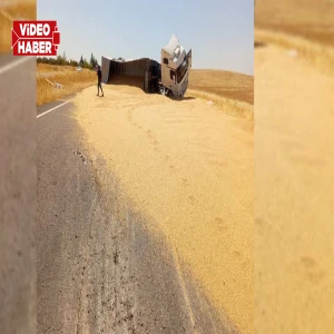 Şanlıurfa'da buğday yüklü tır devrildi: 30 ton buğday yola saçıldı...