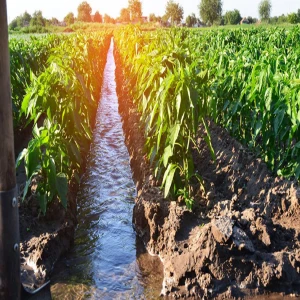 Şanlıurfa'da çiftçiler endişeli: 180 bin dönüm arazi susuz kaldı!