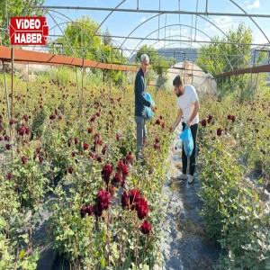 Dünyada sadece Şanlıurfa'da yetişiyor: Karagül hasadı başladı