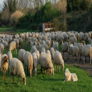 Şanlıurfalı besiciler dikkat: Kırsalda bereket projesine başvurular başladı!