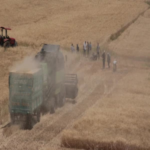 Şanlıurfa’da biçerdöver biçim ücretleri açıklandı! İşte dekar başına ödenecek rakamlar