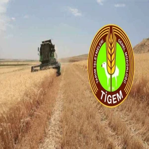Şanlıurfa’da 200 milyon TL’lik dev satış! 11 bin 430 ton satılacak