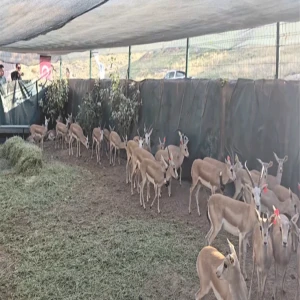 Şanlıurfa’da yetiştirilen 50 ceylan Batman’da doğaya salındı!