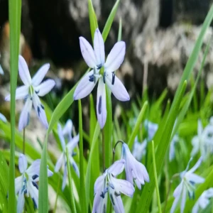 "Onu korumak hepimizin görevi": Şanlıurfa'nın nadide çiçeği açtı...