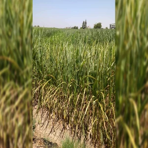 Şanlıurfa'da su kesintisi çiftçiyi isyan ettirdi! "Ekinler kuruma noktasına geldi"