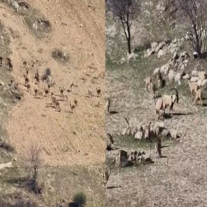 Sürü halinde görüntülendi: Zarar vermenin cezası 940 bin lira!