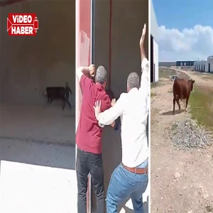 Şanlıurfa’da bilindik manzaralar: Firari inek sanayiyi birbirine kattı!