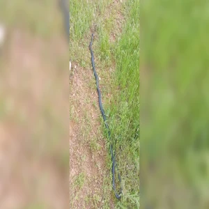 2 metrelik dev yılan paniği!  Mahalleliyi tedirgin etti