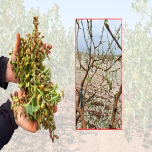 Şanlıurfa dakikalar içinde felaketi yaşadılar! Fıstık üreticisine kritik uyarı geldi