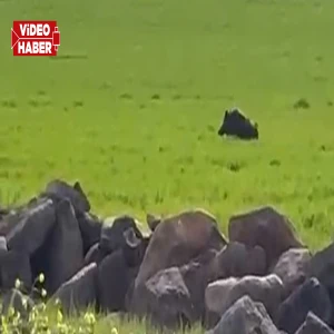 Şanlıurfa’da yaban domuzu buğday tarlasına girdi! Çiftçi şaşkınlığını gizleyemedi