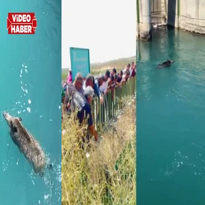 Şanlıurfa'da kanala düşen yaban domuzu ekipler tarafından kurtarıldı