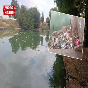 Urfalıların gözbebeğiydi, şimdi kimse adım atamıyor! Suya inen yılanlar…