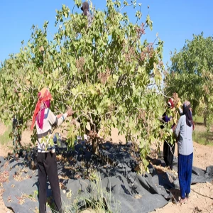Şanlıurfa ve Gaziantep'te kriz kapıda: Rekolte düştü fiyatlar tavan yaptı
