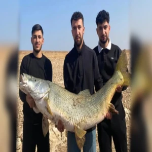 Fırat’ın bereketi! Şanlıurfa'da ağlara takıldı, görenler inanamadı