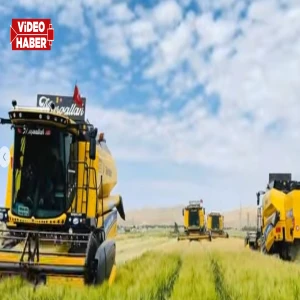 Dünya pazarlarına Urfa'dan gidiyor! Döviz basan üründe yüzler gülüyor