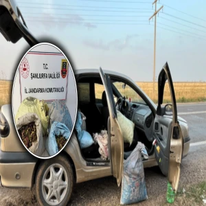 Şanlıurfa’da fıstık hırsızları suçüstü yakalandı! 4 gözaltı…