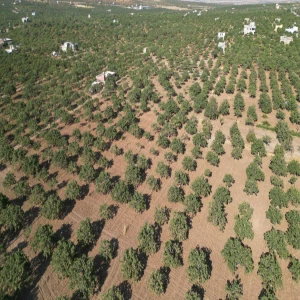 Şanlıurfa sınırında 7 bin metrekarelik fıstık tarlası icradan satılık