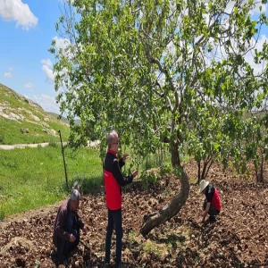Şanlıurfa’da fıstık bahçelerinde ‘kritik eşik’ uyarısı! Yeşil altında kayıp yaşamayın
