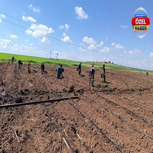 Harran Ovasında ekim zamanı! Üreticiler kolları sıvadı