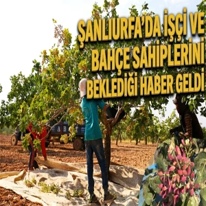 Şanlıurfa’da fıstıkta işçi yevmiyesi belli oldu! İşte yeni sezon fiyatı