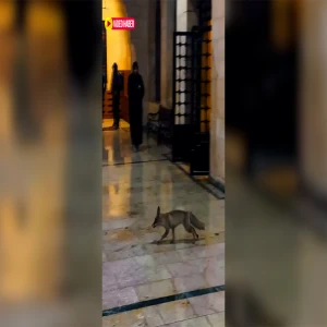 Şanlıurfa'da kar esareti yaban hayatını şehre indirdi