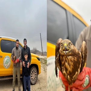 Şanlıurfa'da bitkin halde bulunan kızılşahin kuşu koruma altına alındı