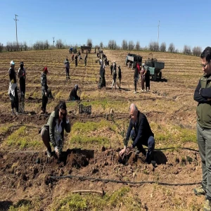 Şanlıurfa'da 125 bin zeytin fidanı toprakla buluştu!