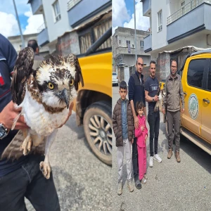 Şanlıurfa'da bitkin halde bulunan balık kartalı koruma altına alındı