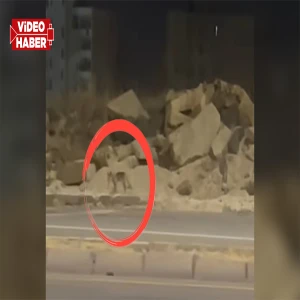 Şanlıurfa'da gece yarısı şaşırtan görüntü: Mahalleye kadar indi...