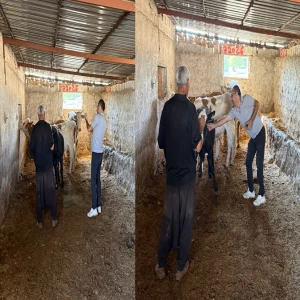 Şanlıurfa’da hayvan hastalıklarına karşı aşılama çalışması