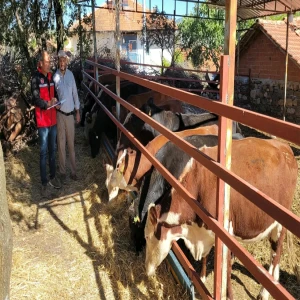 Hayvancılık projesinde 10 bininci teslimat Şanlıurfa’da yapıldı
