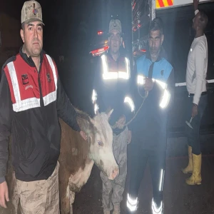 Şanlıurfa’da çalınan inek bulundu! 2 şüpheli yakalandı