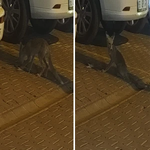 Şanlıurfa’da gece saatlerinde ortaya çıktı! Yiyecek ararken görüldü