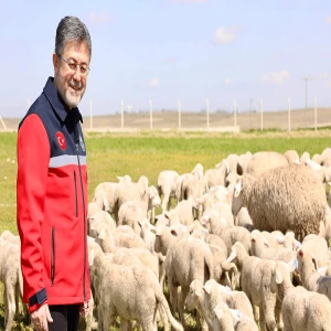 Bakan Yumaklı küçükbaş destek projesinde merak edilenleri yanıtladı!