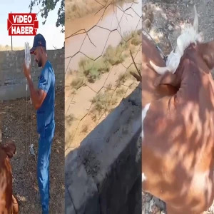 Şanlıurfa’da kopan elektrik hattı büyükbaş hayvanın üzerine düştü: Mahalleli isyan etti