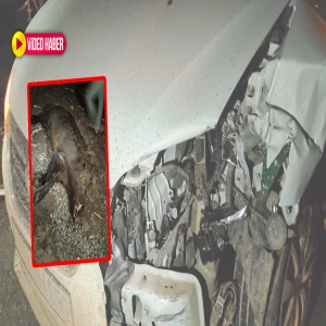 Şanlıurfa’da bir anda yola çıktı! Kazaya neden oldu