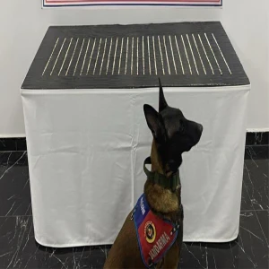 Şanlıurfa’da jandarmadan baskın! 4 kişi gözaltına alındı