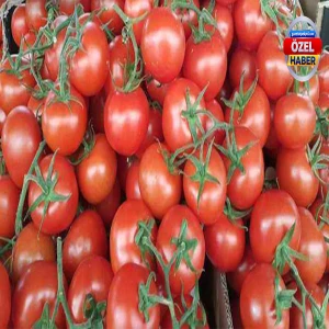 Şanlıurfa’da en inatçı domates çıktı!