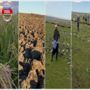 Şanlıurfa'da Karacadağ'ın eteklerinde yetişen tescilli lezzet! Ekimi başladı