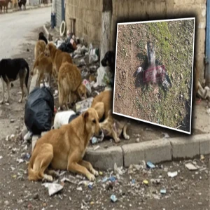 Şanlıurfa’da başıboş köpekler köylüyü canından bezdirdi: Ne bulurlarsa saldırıyorlar
