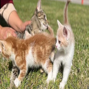 Meclisin kedileri bile torpilli!